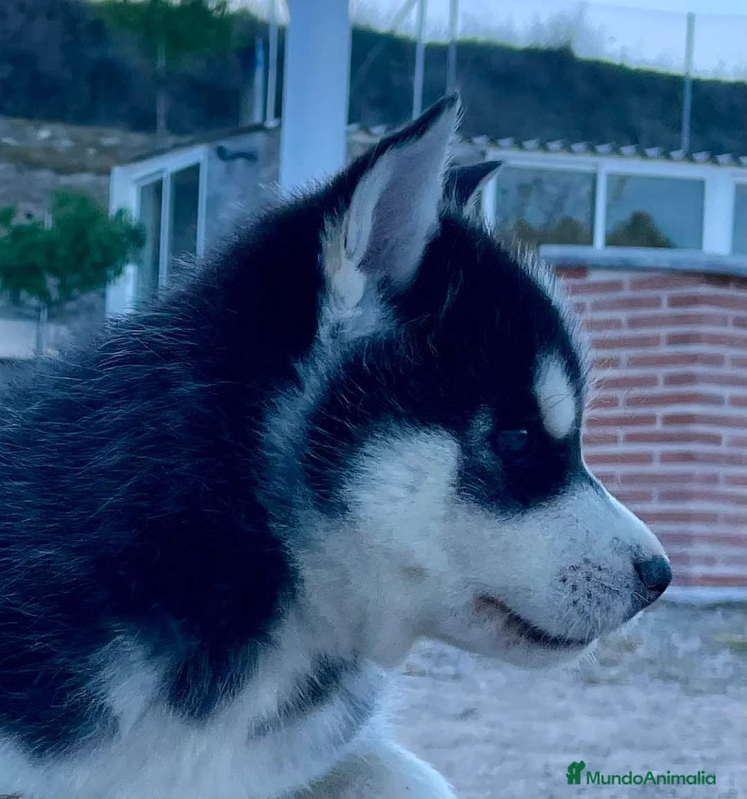 Husky Siberiano perros en venta: Husky Siberiano  - Anuncio 1