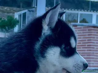 Husky Siberiano perros Husky Siberiano - Anuncio 3