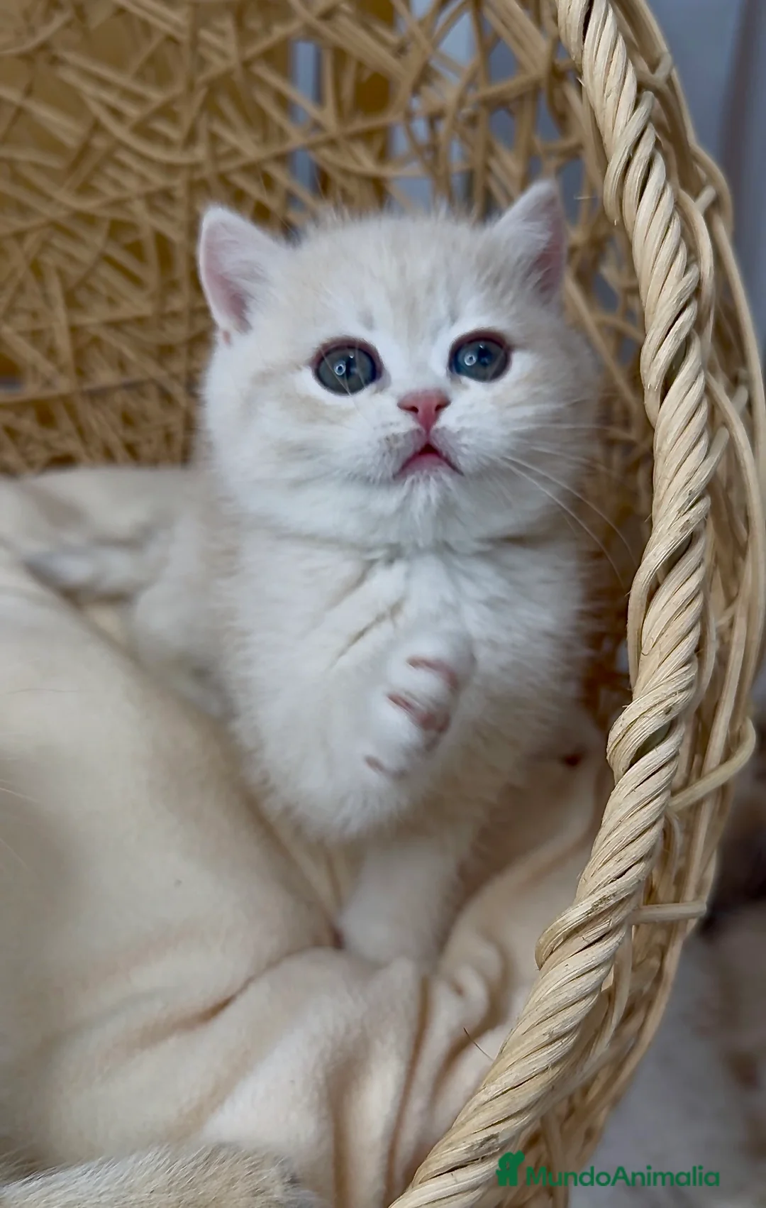 Británico de Pelo Corto gatos en venta: ✨ Últimos dos hermanitos disponibles ✨ - Anuncio 10