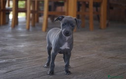 Pequeño Lebrel Italiano perros en venta: 🐾 Sirius y Selena – Galgos italianos blue 🐾 - Imagen 15