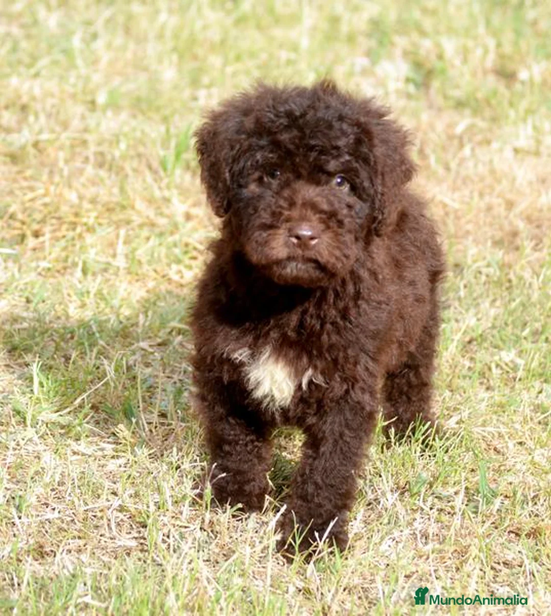 Perro de Agua Español perros en venta: CAMADA PERRO DE AGUA ESPAÑOL - Anuncio 36