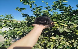Pomerania perros en venta: Lulú de pomerania  - Imagen 2