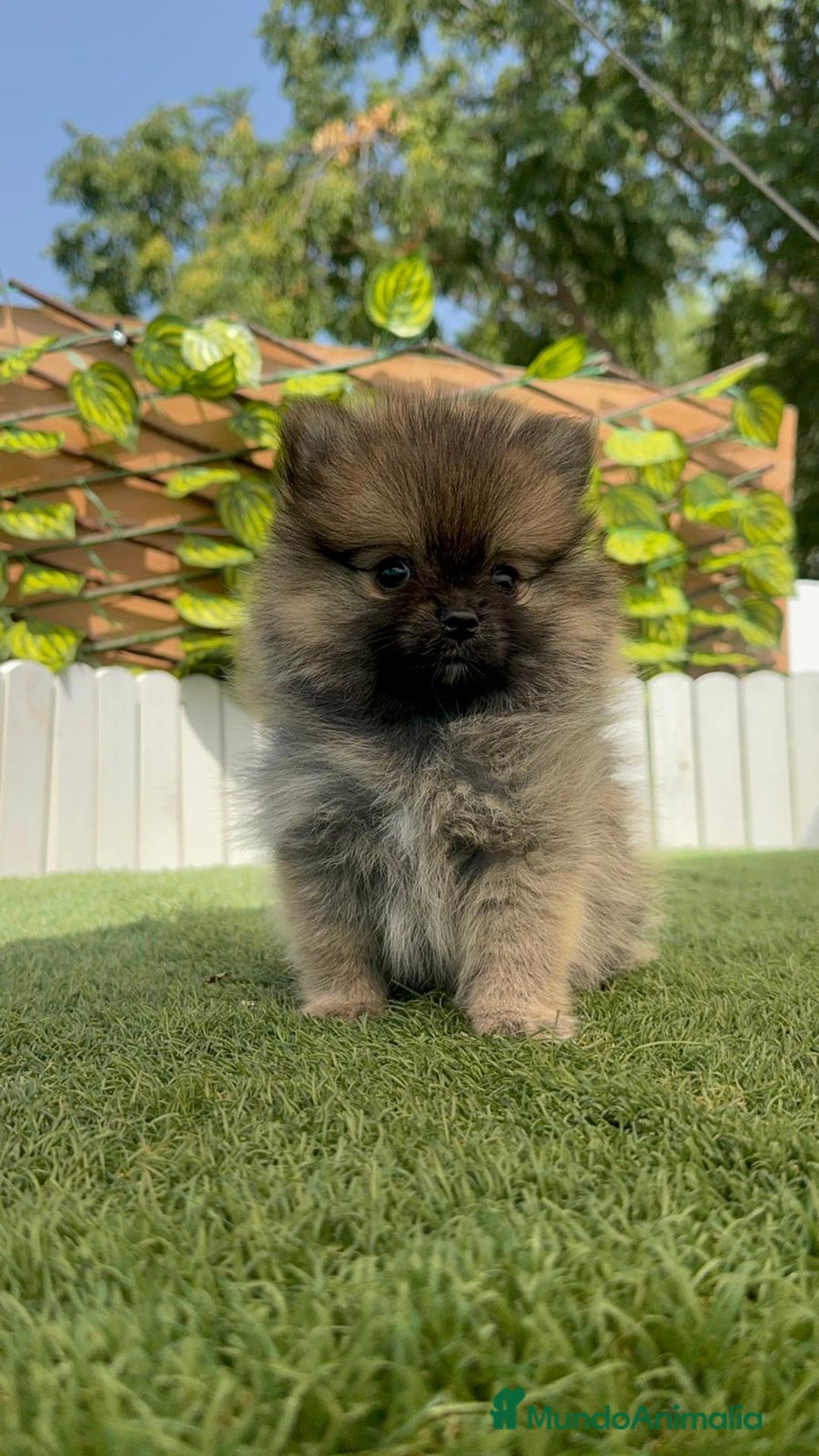 Pomerania perros en venta: POMERANIA HEMBRA - Imagen 10