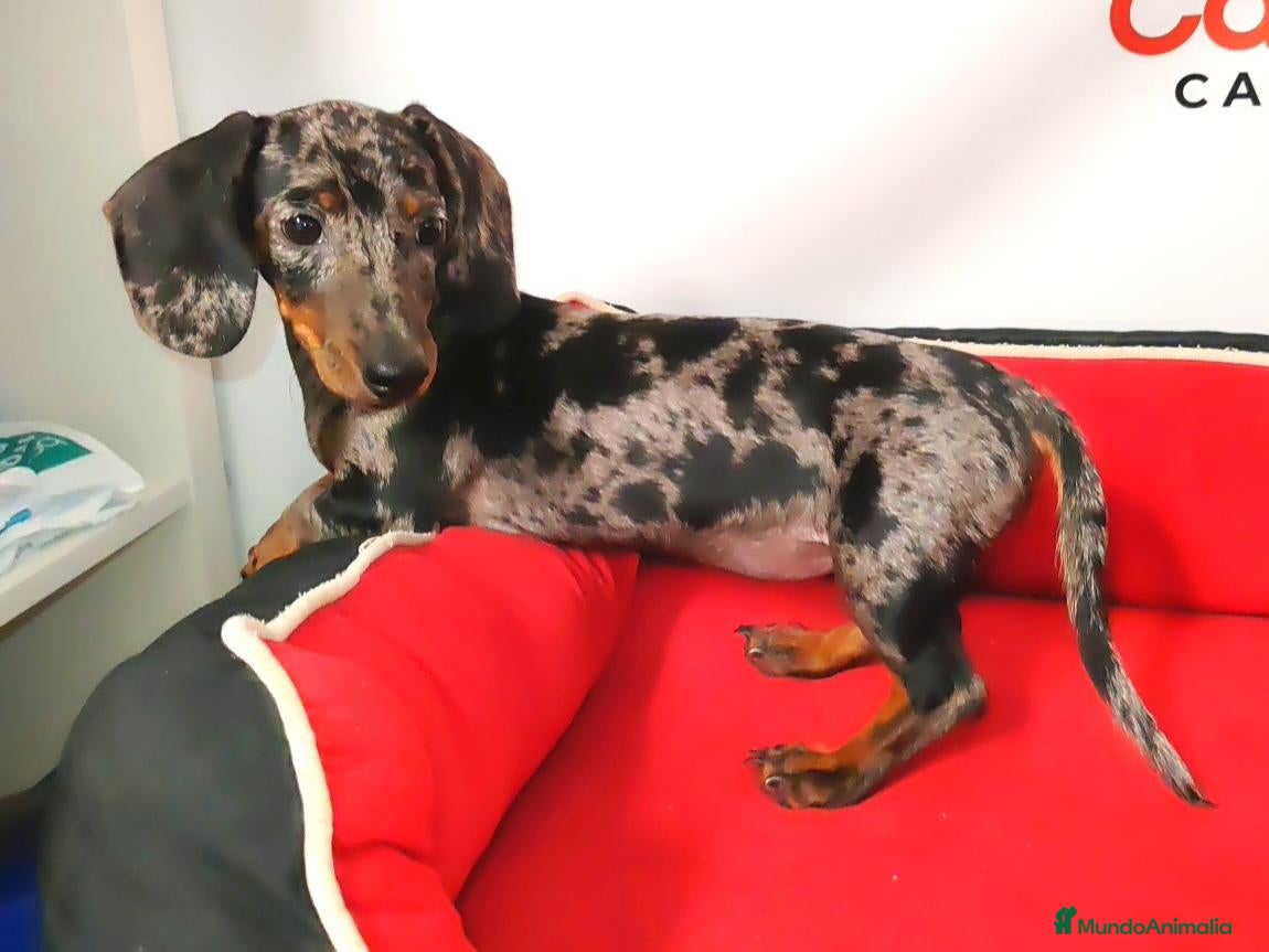 Teckel perros Teckel Arlequín plata - Anuncio 1