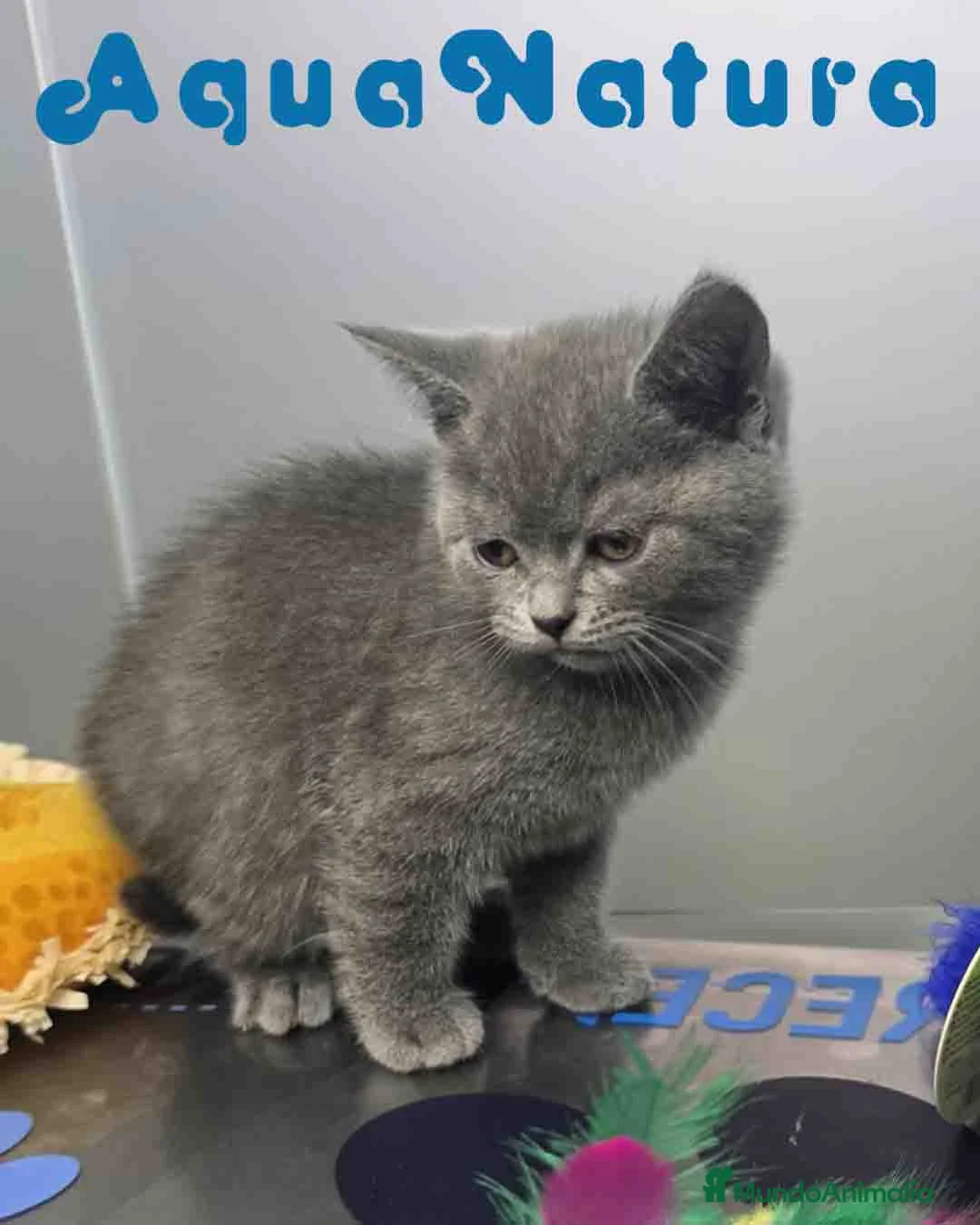 Británico de Pelo Corto Azul gatos en venta: British Macho 6347 AQUANATURA - Anuncio 2