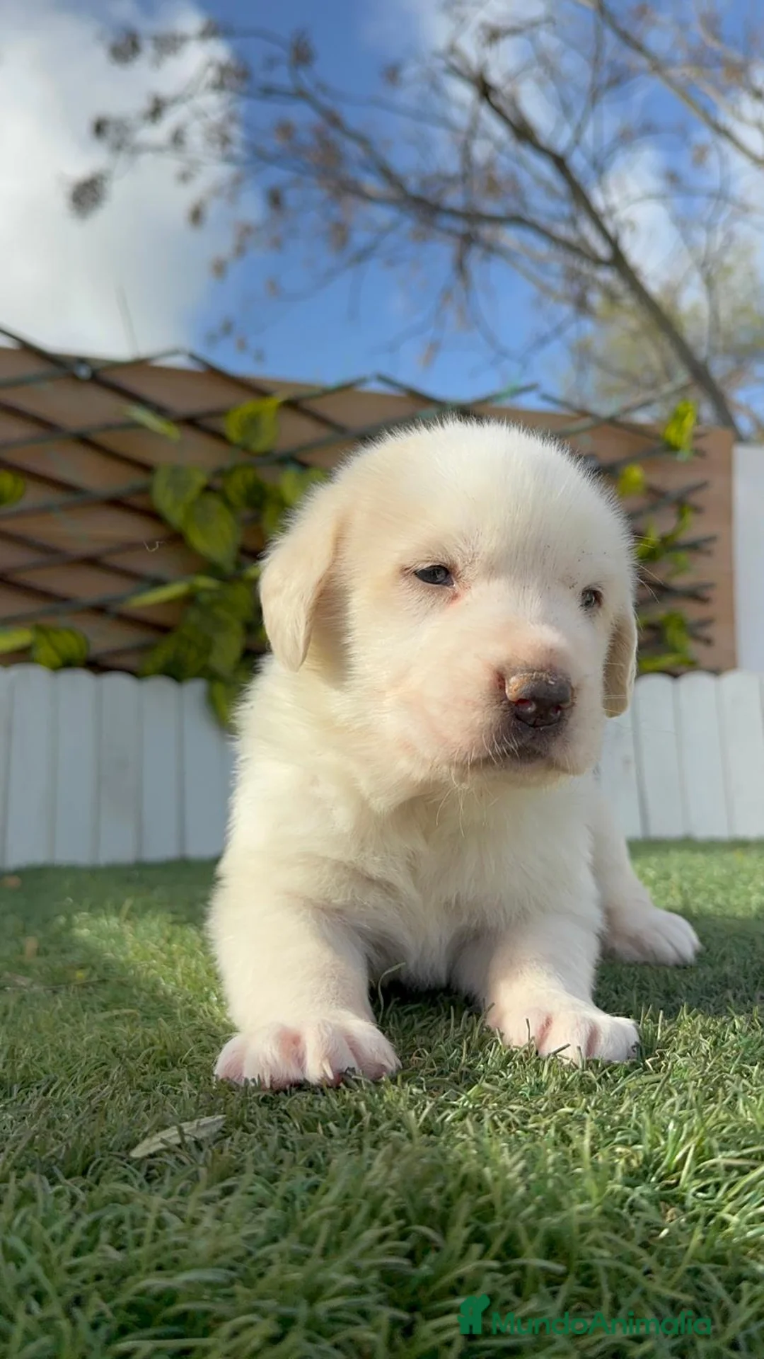 Mastín Español perros en venta: MASTIN ESPAÑOL - Anuncio 3