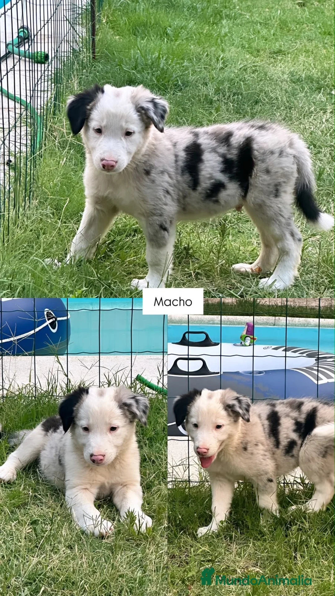 Border Collie perros en venta: Cachorros border collie  - Anuncio 11