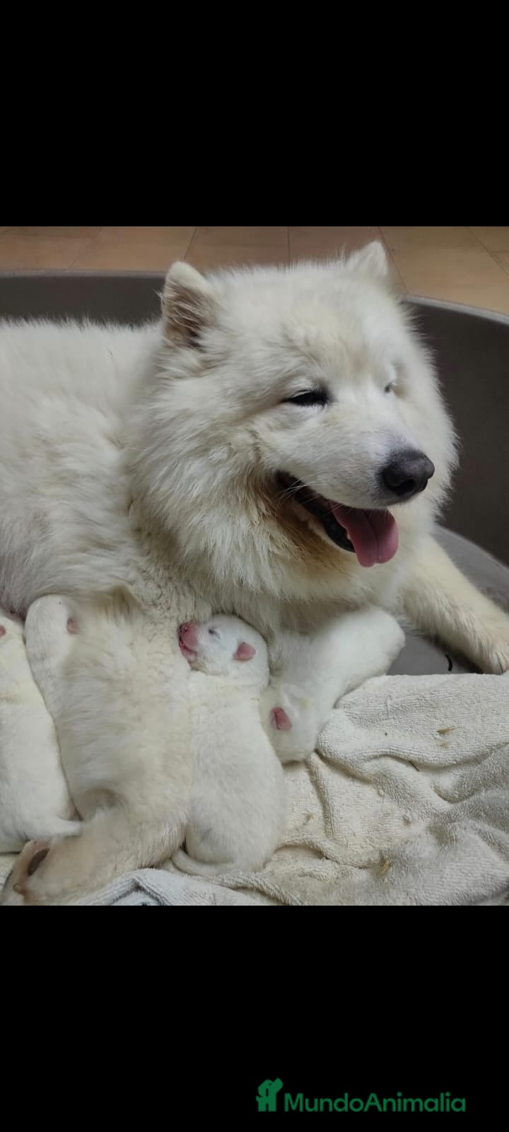 Samoyedo perros Samoyedos bebes preciosos peludito - Anuncio 2