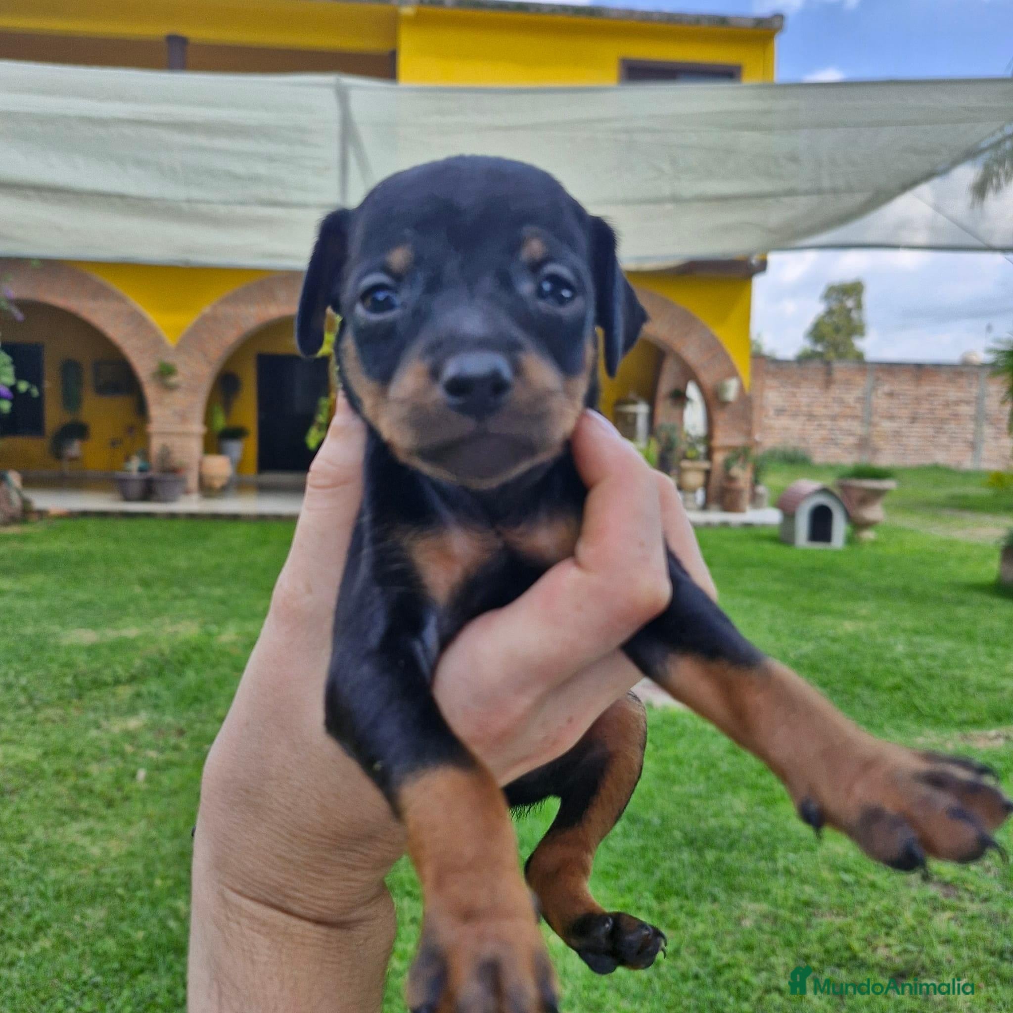 Pinscher Miniatura perros Pinscher miniatura ! Varios colores  - Anuncio 20