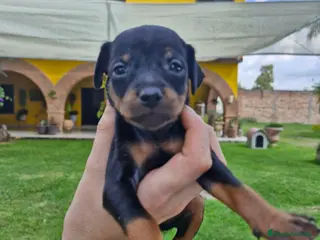 Pinscher Miniatura perros Pinscher miniatura ! Varios colores - Anuncio 20