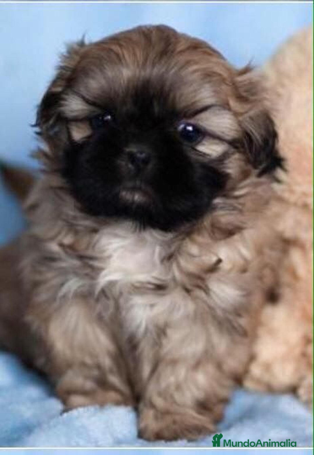 Shih Tzu perros en venta: SHIH TZU - Anuncio 1