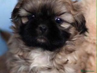Shih Tzu perros SHIH TZU - Anuncio 3