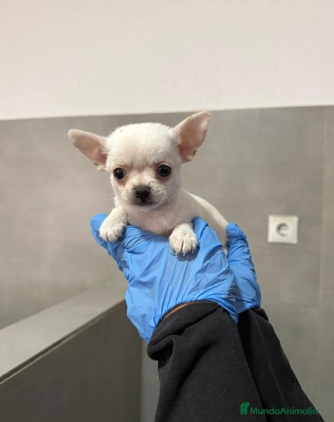 Chihuahua perros en venta: CAMADA DE CHIHUAHUA MINI - Anuncio 2