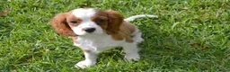 Cavalier King Charles Spaniel perros en venta: Cavalier  - Anuncio 5