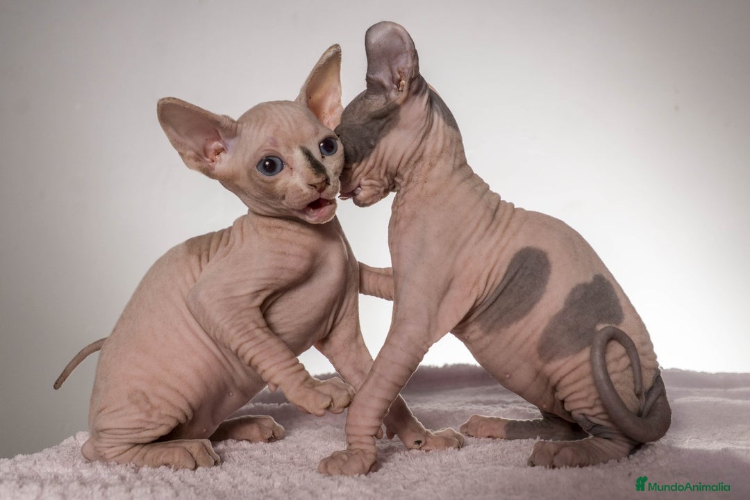 Sphynx gatos en venta: Sprinxt  - Imagen 6