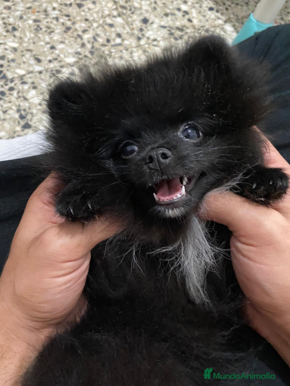 Pomerania perros Pomerania - Anuncio 15