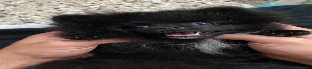 Pomerania Cachorro 1