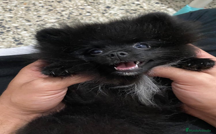 Pomerania perros Pomerania - Anuncio 2