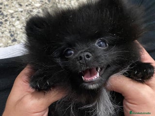 Pomerania perros Pomerania - Anuncio 2