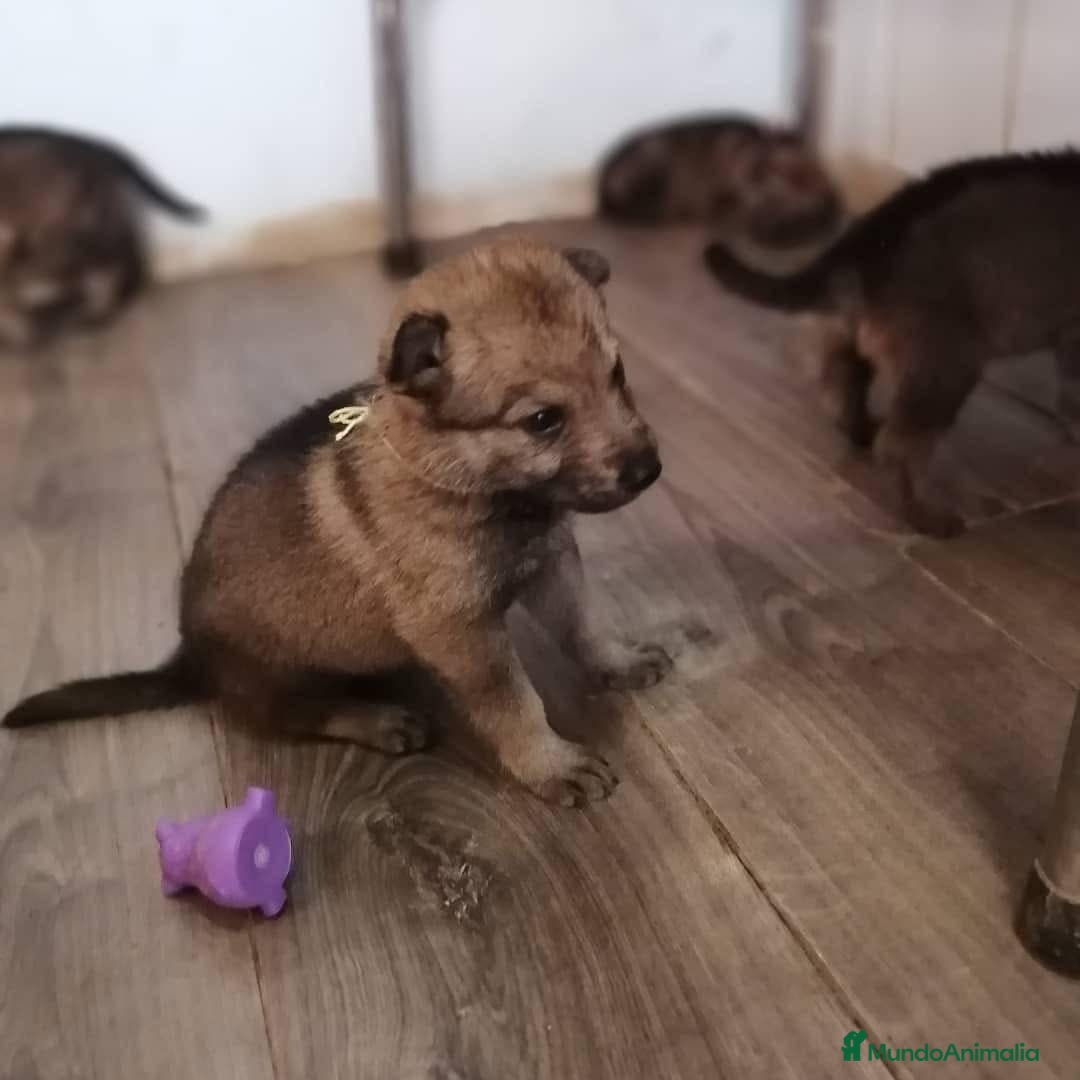Perro Lobo Checoslovaco perros Cachorritos lobo checo disponibles - Anuncio 1