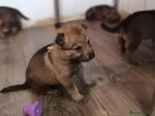 Perro Lobo Checoslovaco perros Cachorritos lobo checo disponibles - Anuncio 1