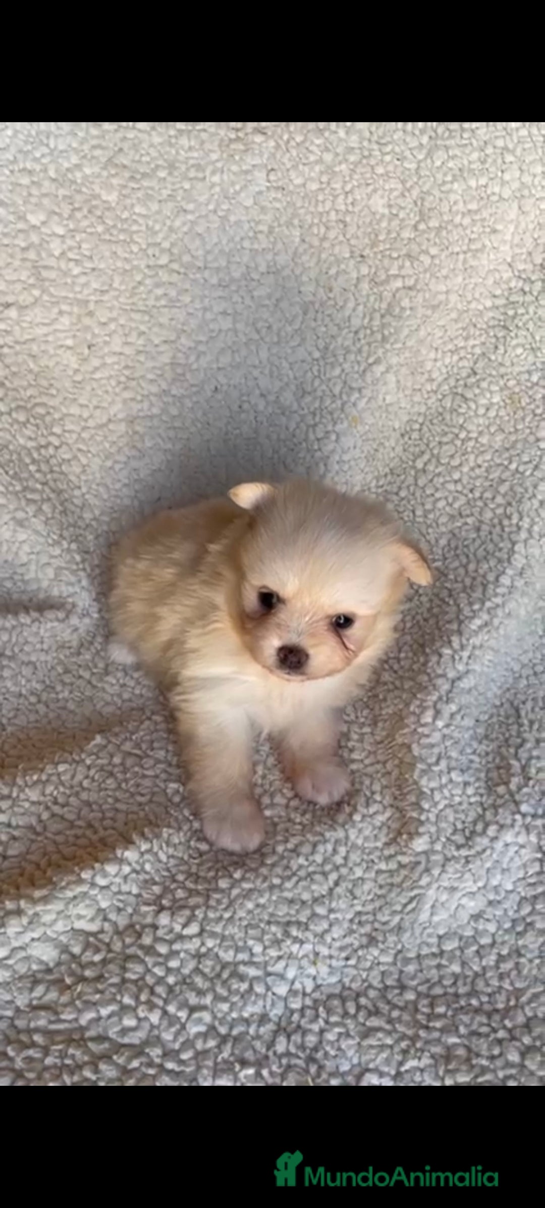 Pomerania perros en venta: Pomerania toys  - Imagen 7