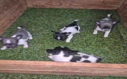 Chihuahua perros en venta: Chihuahua Micro rusos - Imagen 7