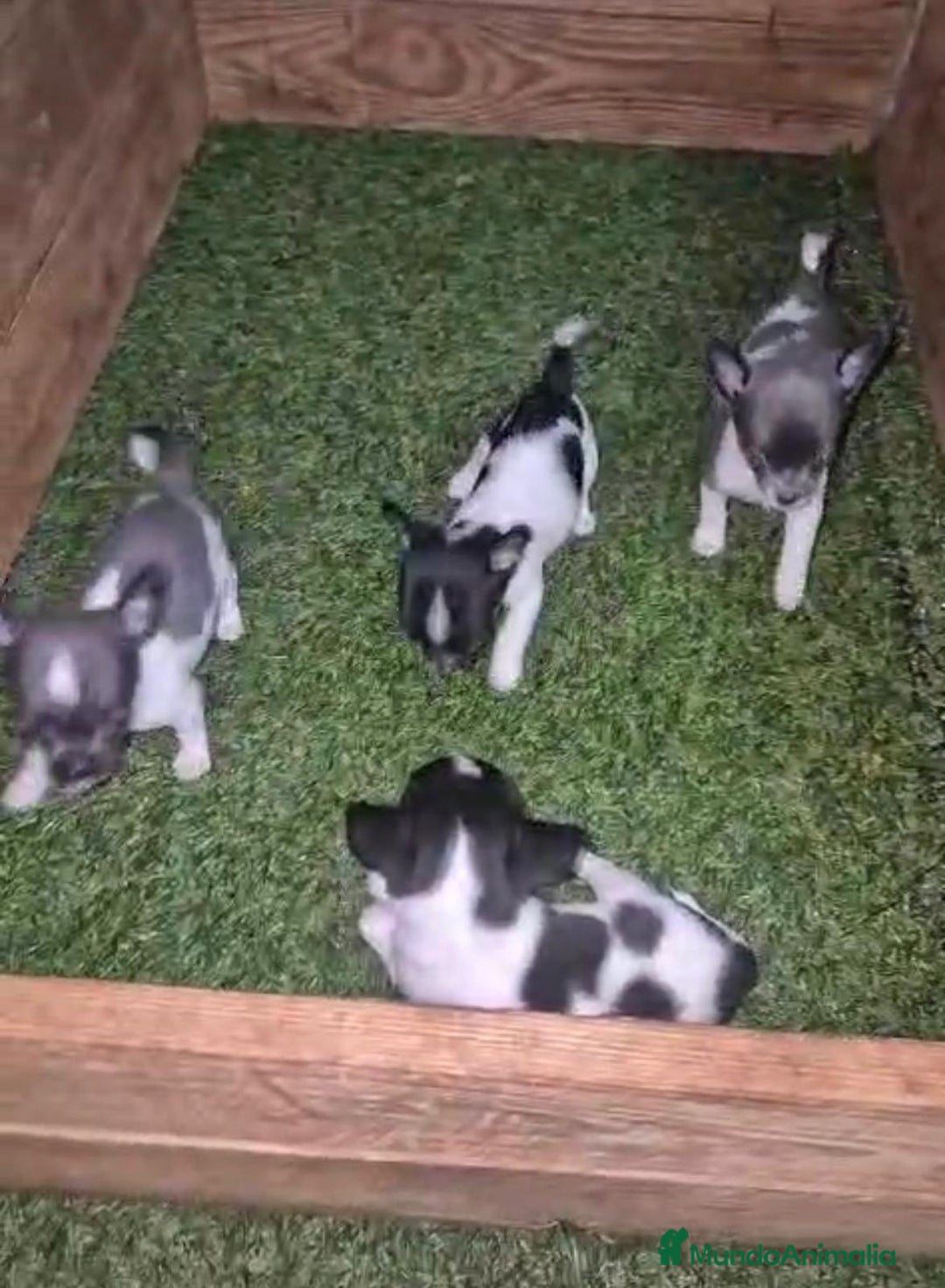 Chihuahua perros en venta: Chihuahua Micro rusos - Imagen 7