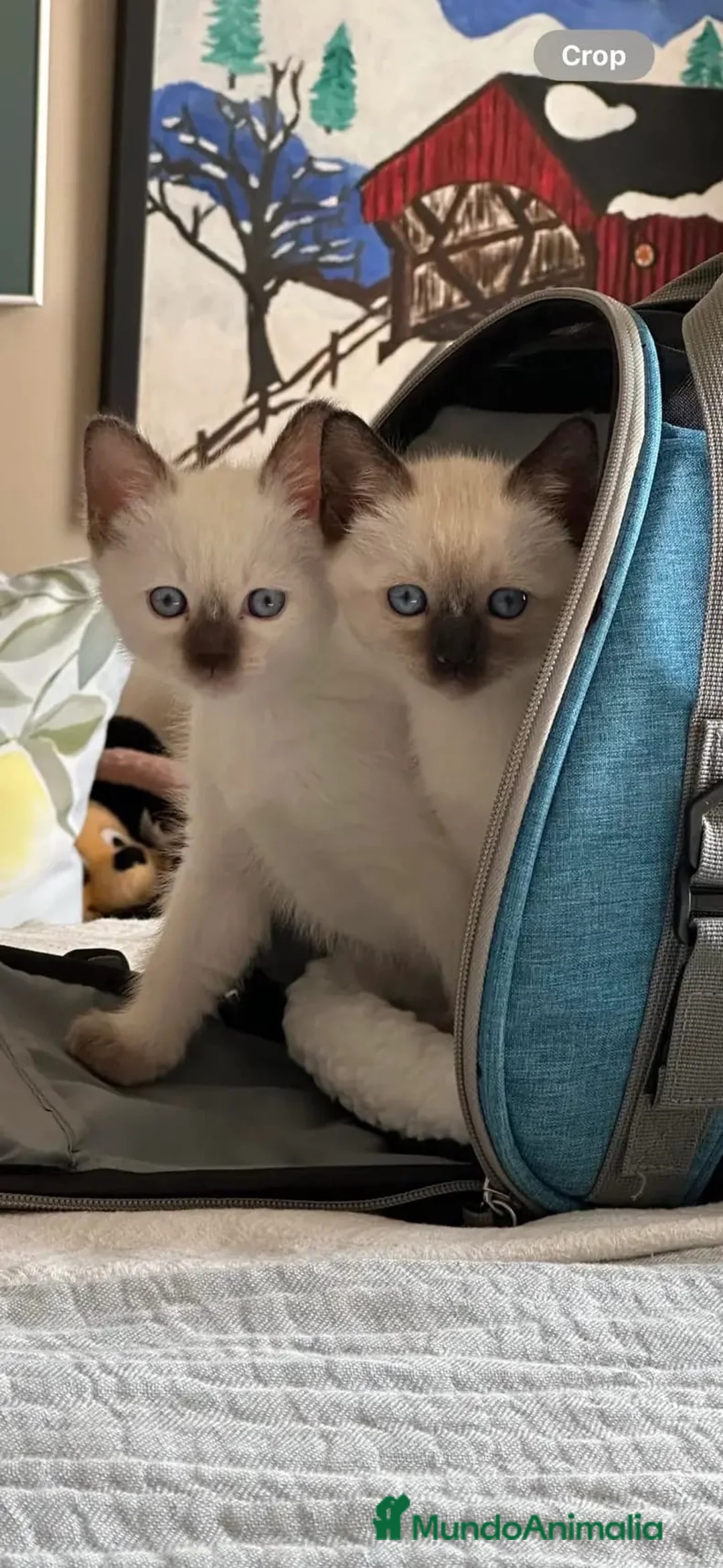 Siamés gatos en venta: GATITOS SIAMESES - Anuncio 5