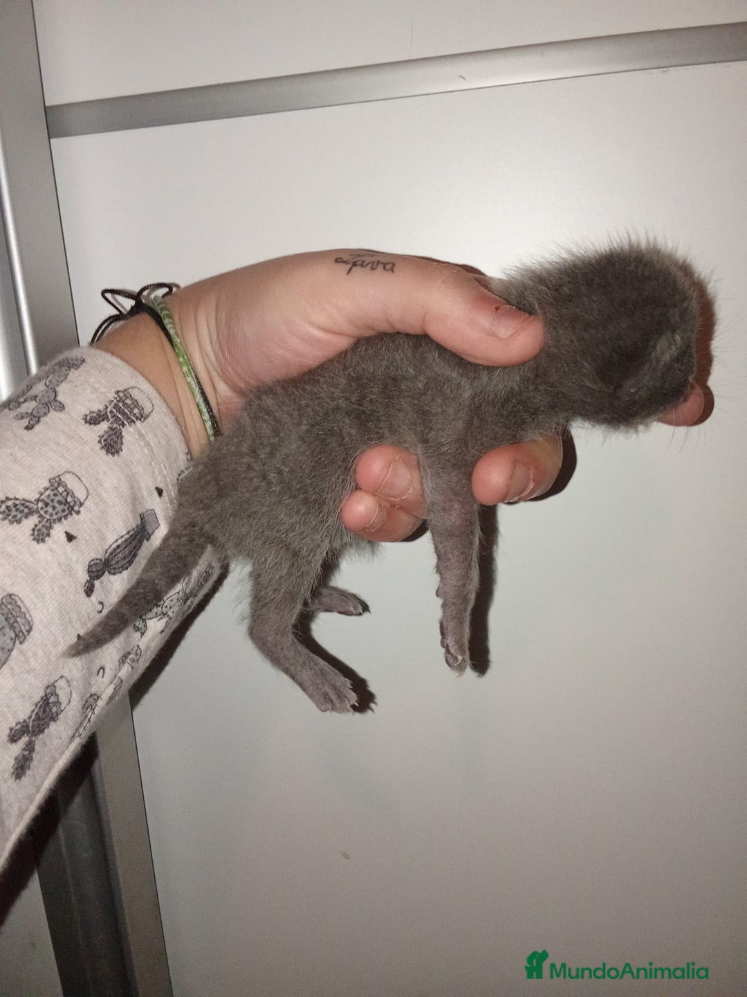 Azul Ruso gatos en venta: Azul ruso  - Anuncio 1