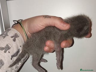 Azul Ruso gatos Azul ruso - Anuncio 3