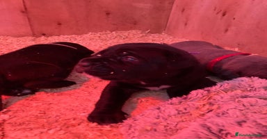 Cane Corso perros - Anuncio 2