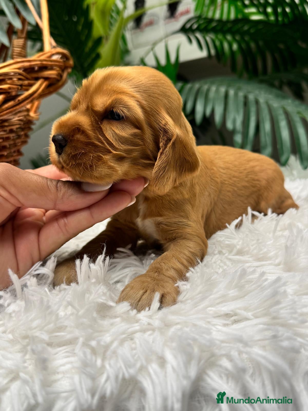 Cocker Spaniel Inglés perros en venta: COCKER SPANIEL INGLES - Anuncio 2