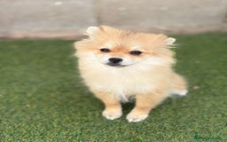 Pomerania perros en venta: Pomerania hembra - Imagen 6