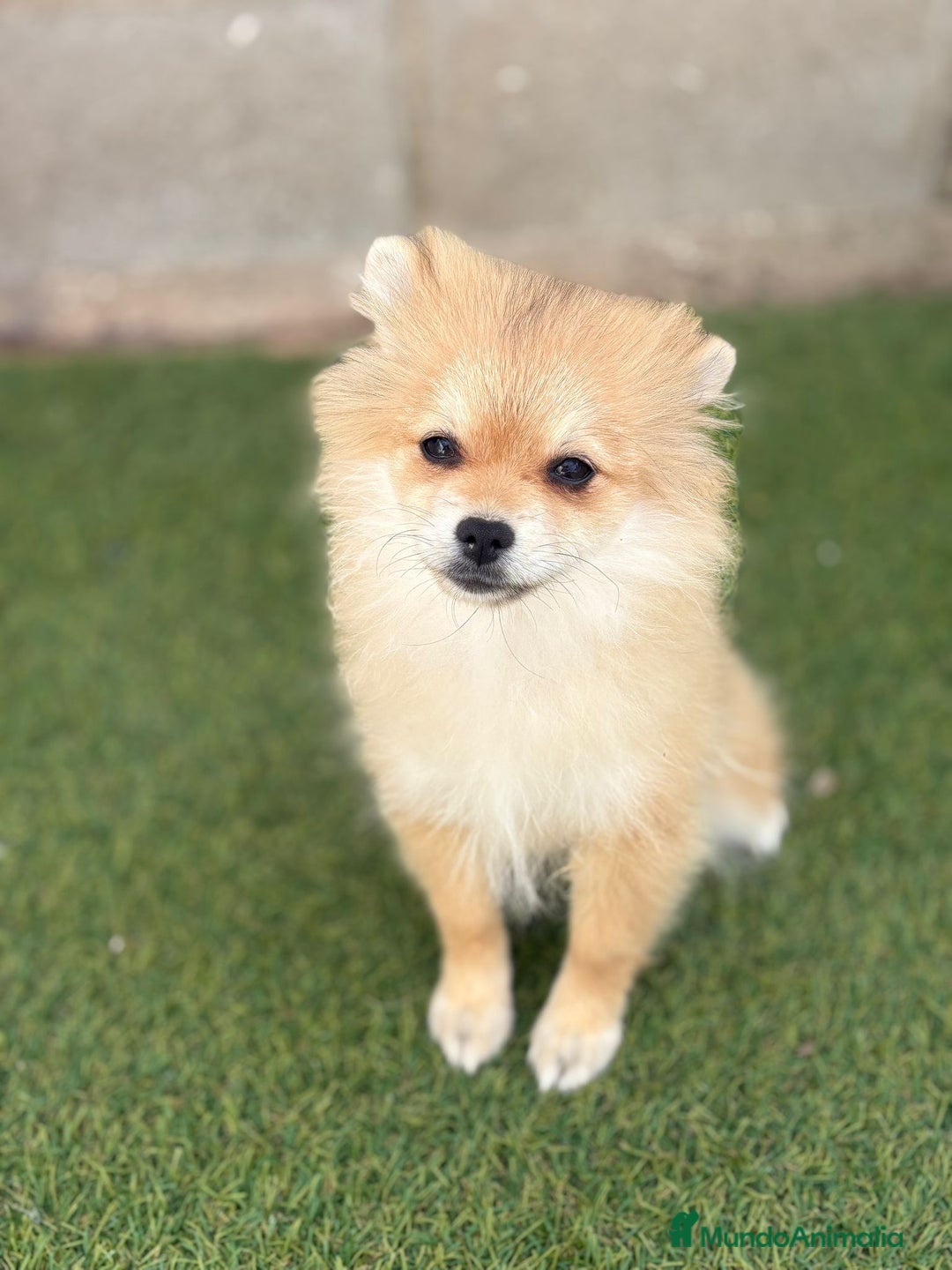 Pomerania perros en venta: Pomerania hembra - Imagen 6