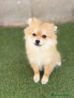 Pomerania perros - Anuncio 2