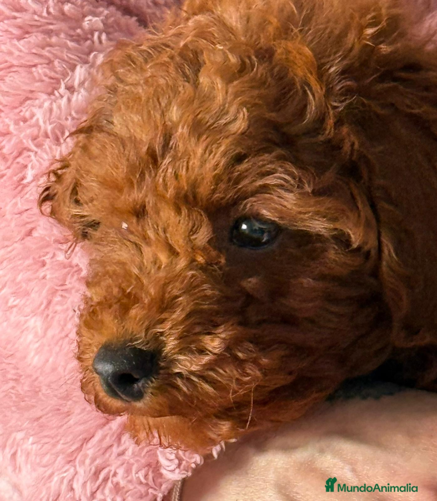 Caniche Toy perros CANICHE ROJO MACHO EXCLUSIVO  - Anuncio 2