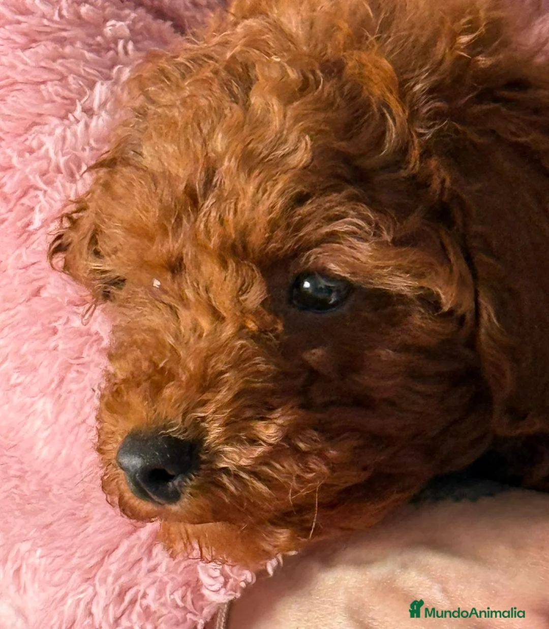 Caniche Toy perros en venta: CANICHE ROJO MACHO EXCLUSIVO  - Anuncio 1