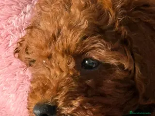 Caniche Toy perros CANICHE ROJO MACHO EXCLUSIVO - Anuncio 2