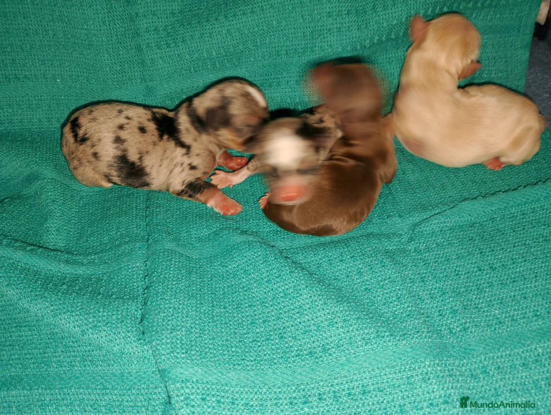 Chihuahua perros en venta: Chihuahua pelo semilargo y corto cabeza cerbato - Anuncio 8