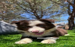 Border Collie perros en venta: CACHORRO BORDER COLLIE CHOCOLATE - Imagen 1