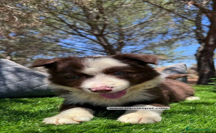 Border Collie perros - Anuncio 9