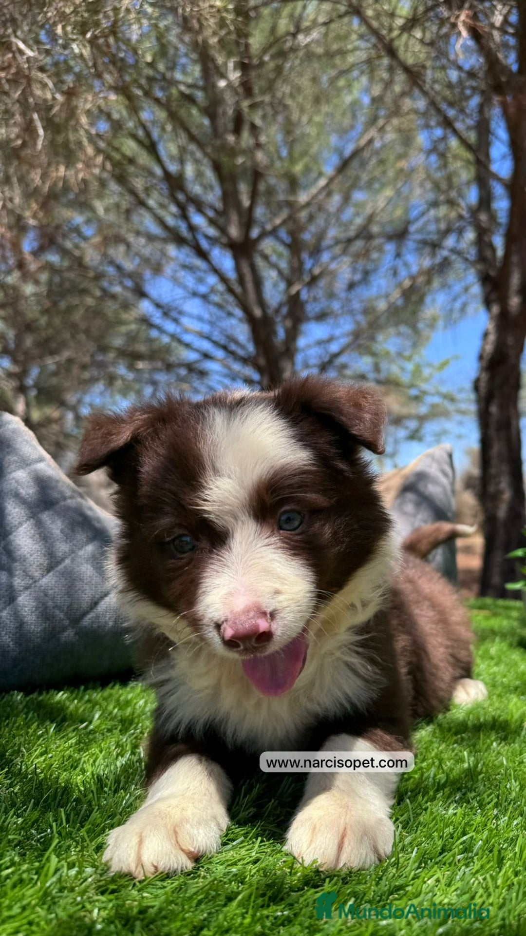 Border Collie perros en venta: CACHORRO BORDER COLLIE CHOCOLATE - Imagen 1