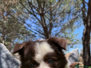 Border Collie perros CACHORRO BORDER COLLIE CHOCOLATE - Anuncio 25