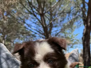Border Collie perros CACHORRO BORDER COLLIE CHOCOLATE - Anuncio 23