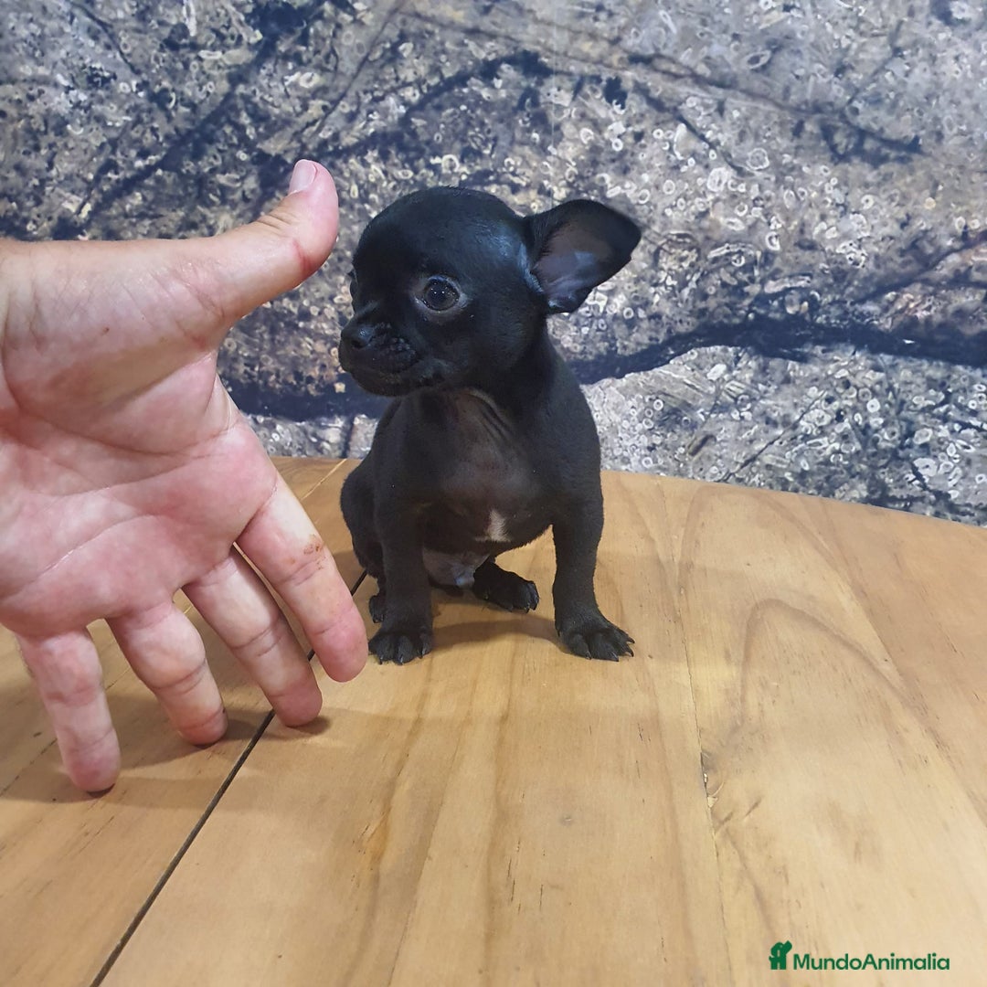 Chihuahua perros en venta: Chihuahua mini  - Imagen 4