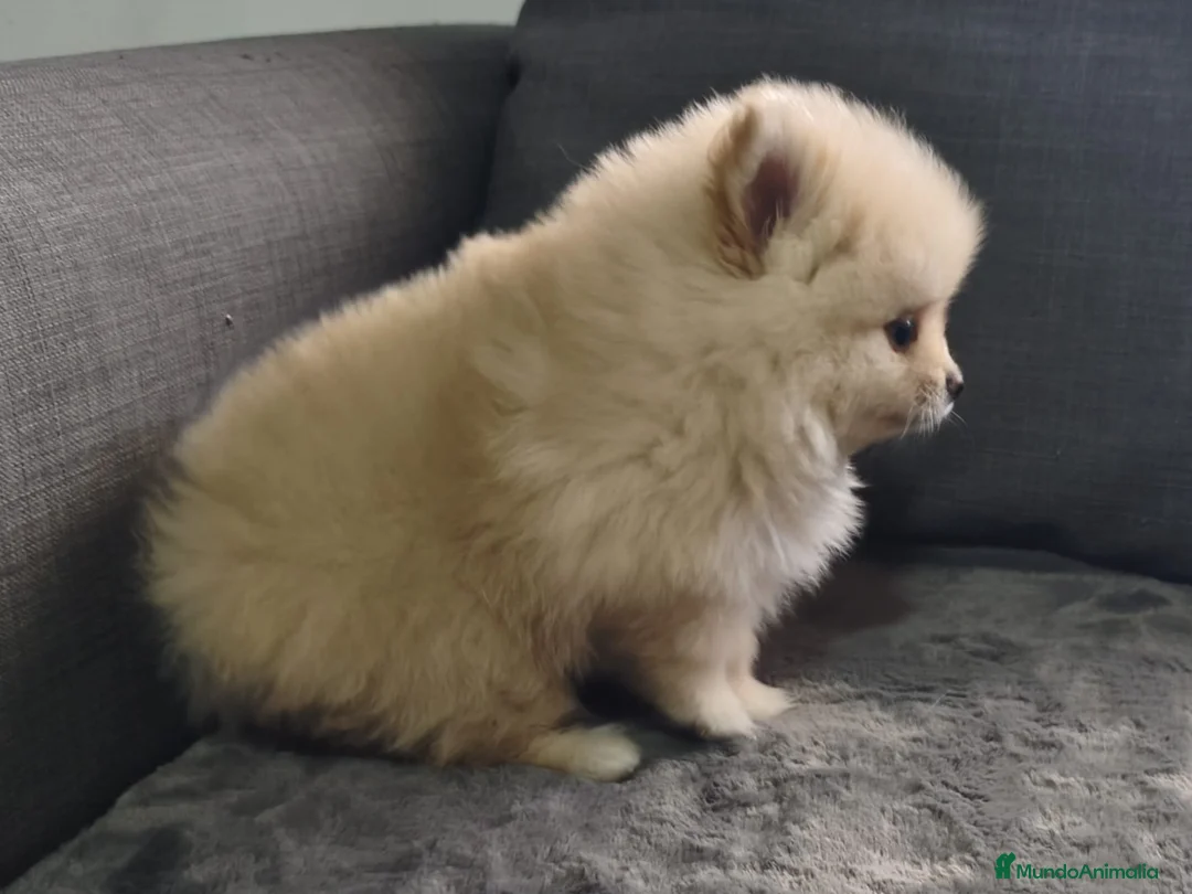 Pomerania perros en venta: POMERANIA macho - Anuncio 2