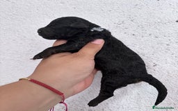 Caniche Enano perros en venta: Caniche enano pequeño  - Imagen 14