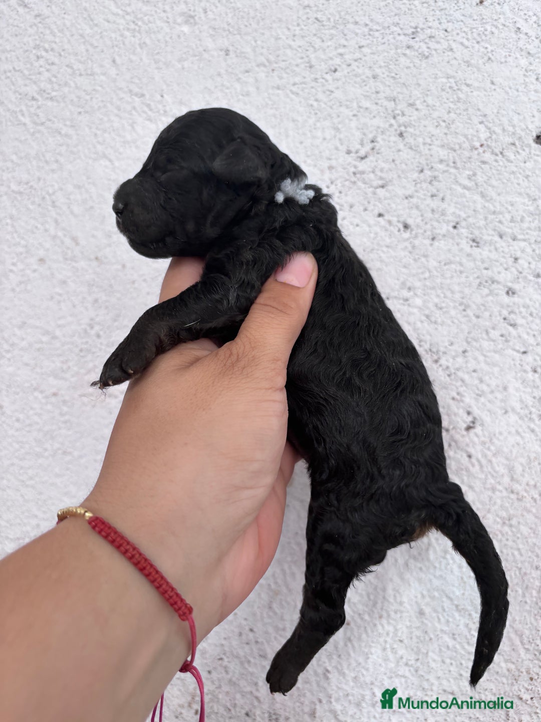 Caniche Enano perros en venta: Caniche enano pequeño  - Imagen 14