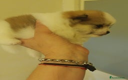 Pomerania perros en venta: Lulu de pomerania - Imagen 4